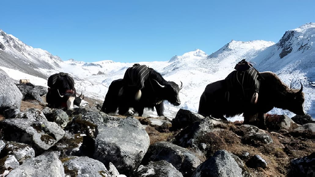 Laden yaks crossing a snowy high mountain pass